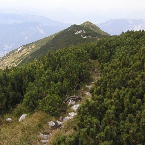 Malga Campo-Rif.P.Marchetti
