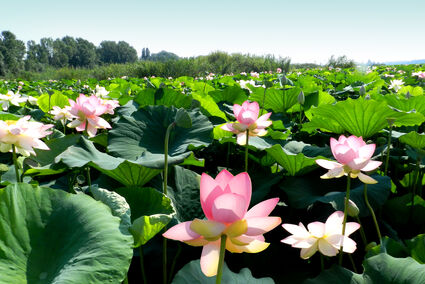 Mantova - Fioritura dei Fiori di Loto